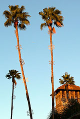 Xmas in South California